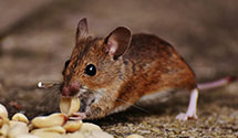 24 Hour & Emergency Exterminators in Glen Ellyn, IL